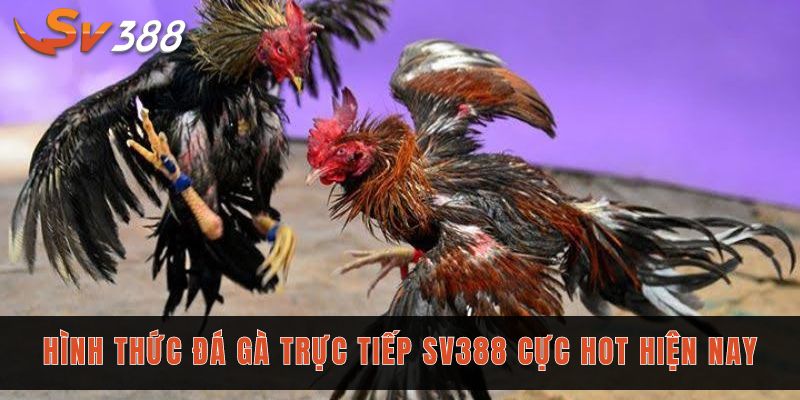 Hình thức đá gà trực tiếp Sv388 cực hot hiện nay