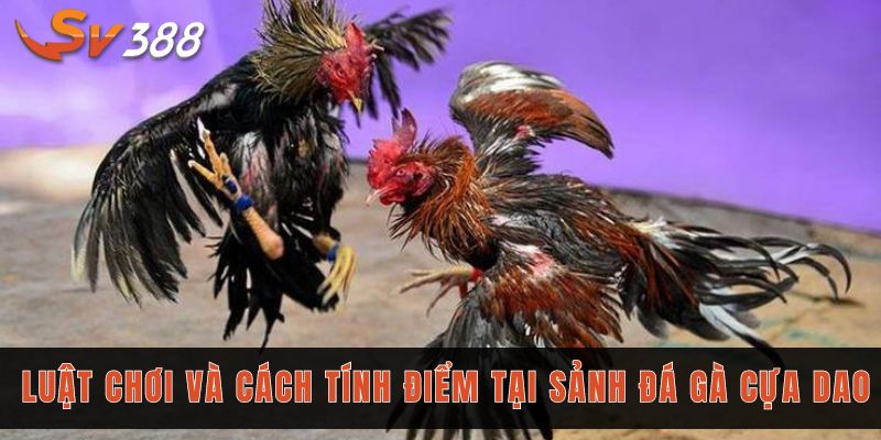 Đá gà cựa dao Sv388 - Sân chơi thỏa mãn đam mê các sư kê 2 Tìm hiểu về luật chơi và cách tính điểm tại sảnh đá gà cựa dao
