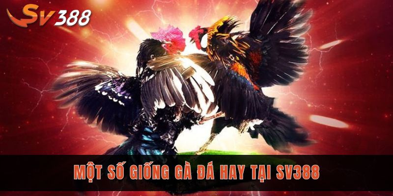 Đá gà cựa dao Sv388 - Sân chơi thỏa mãn đam mê các sư kê 3 Một số giống gà đá hay tại Sv388