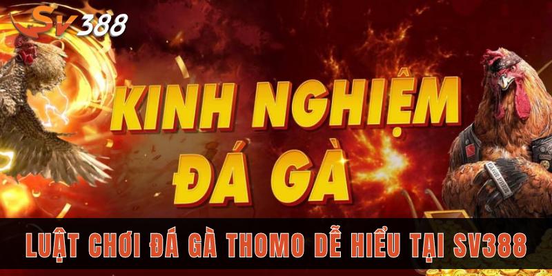 5 kinh nghiệm chơi đá gà Thomo SV388 dễ thắng nhất 3 Trang bị 5 kinh nghiệm đá gà Thomo hiệu quả